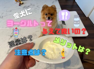 愛犬にヨーグルトを与えても大丈夫？メリットや注意点、種類や適量について解説☆