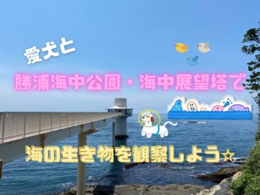 抱っこではダメ？愛犬と「勝浦海中公園」で海中の魚を観察しよう☆